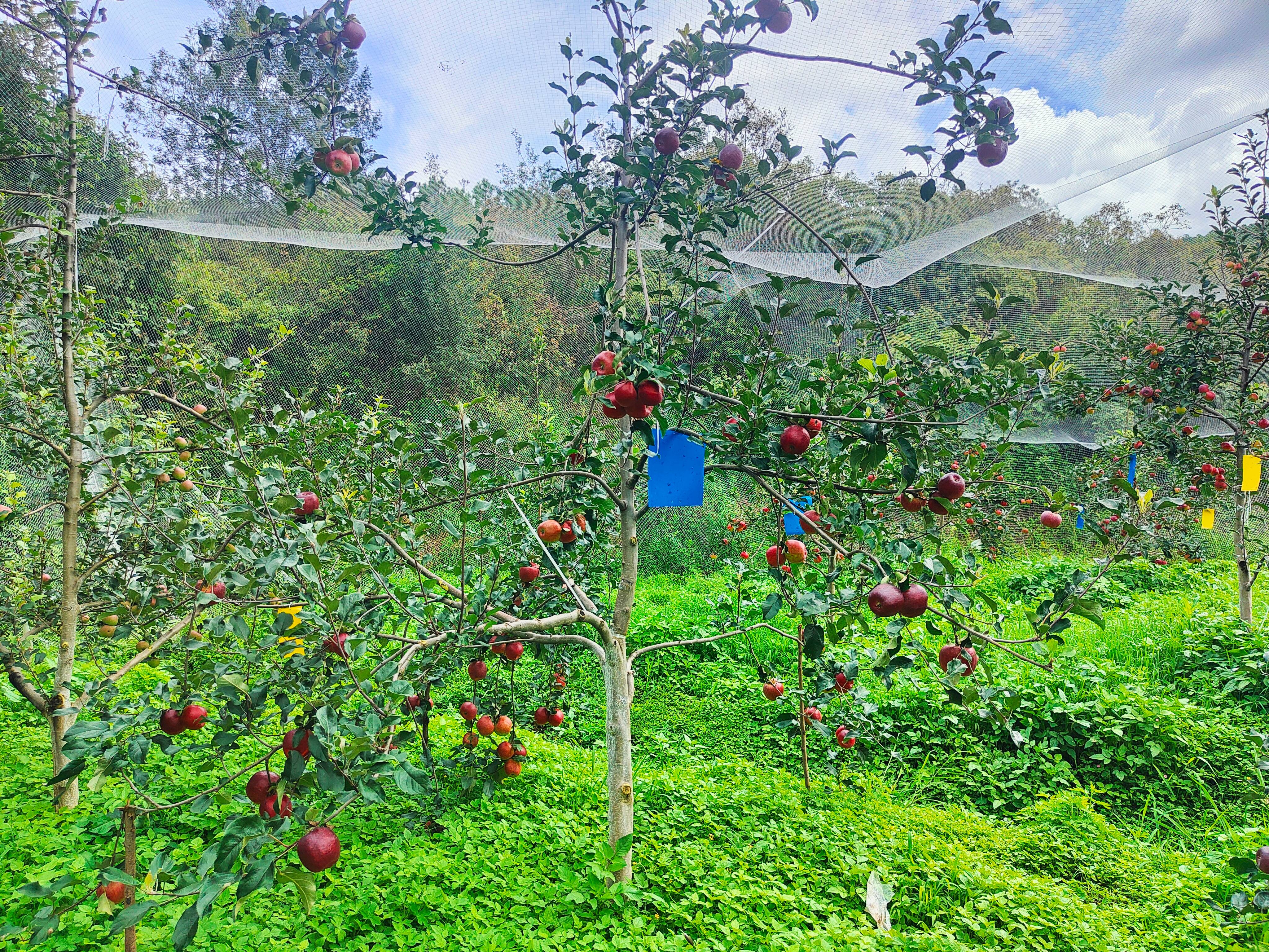 凤屯镇：苹果种植显成效 农旅融合添活力