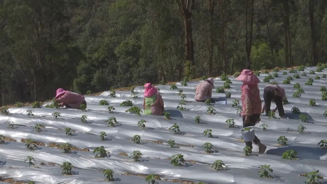 牟定：抓住晴好天气 加强辣椒田间管理