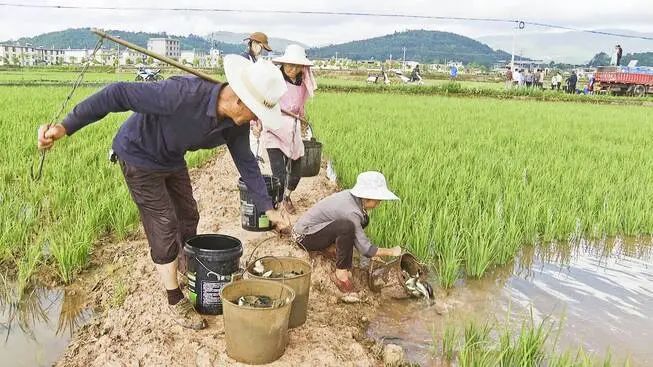 牟定： “一田双收 一水两用”  稻渔综合种养促增收