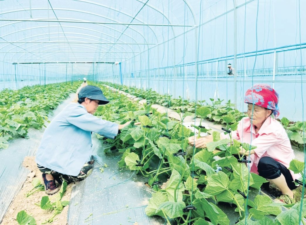 蟠猫乡：黄瓜种出增收路