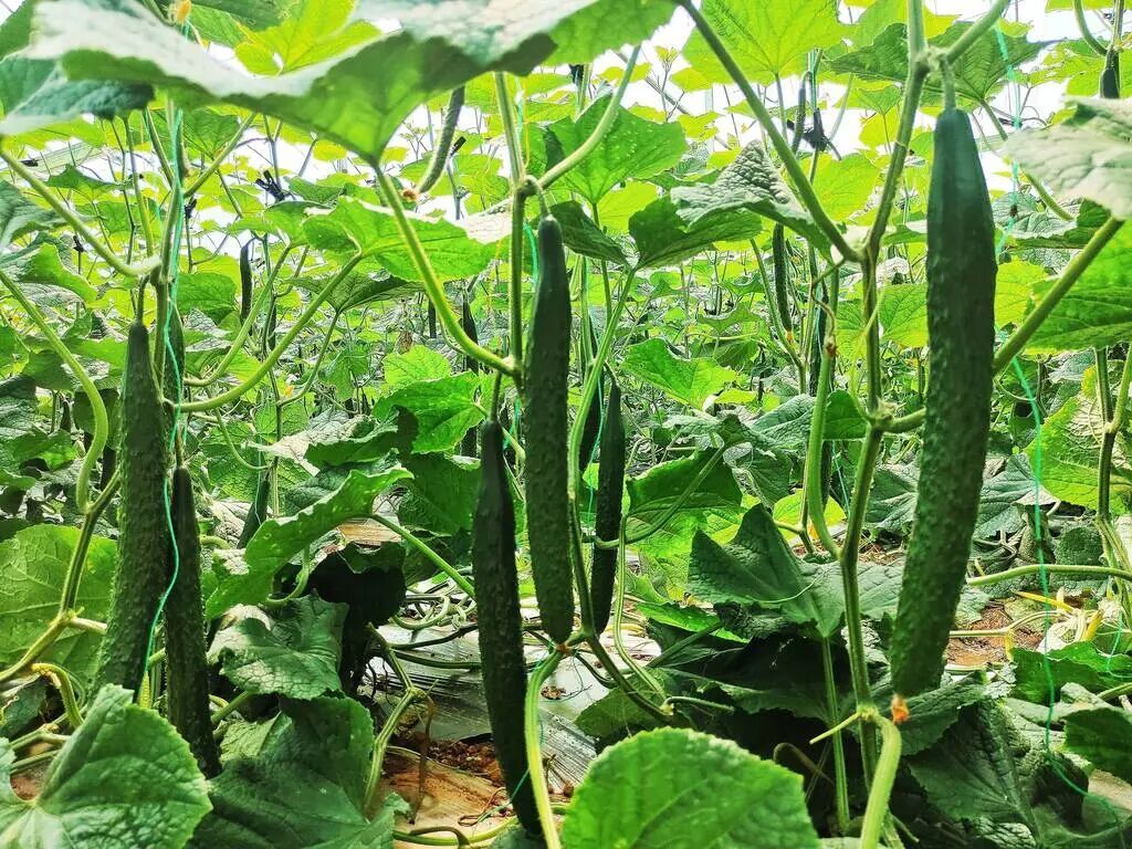 戌街乡：藤蔓挂“金”瓜   基地变身“致富园”
