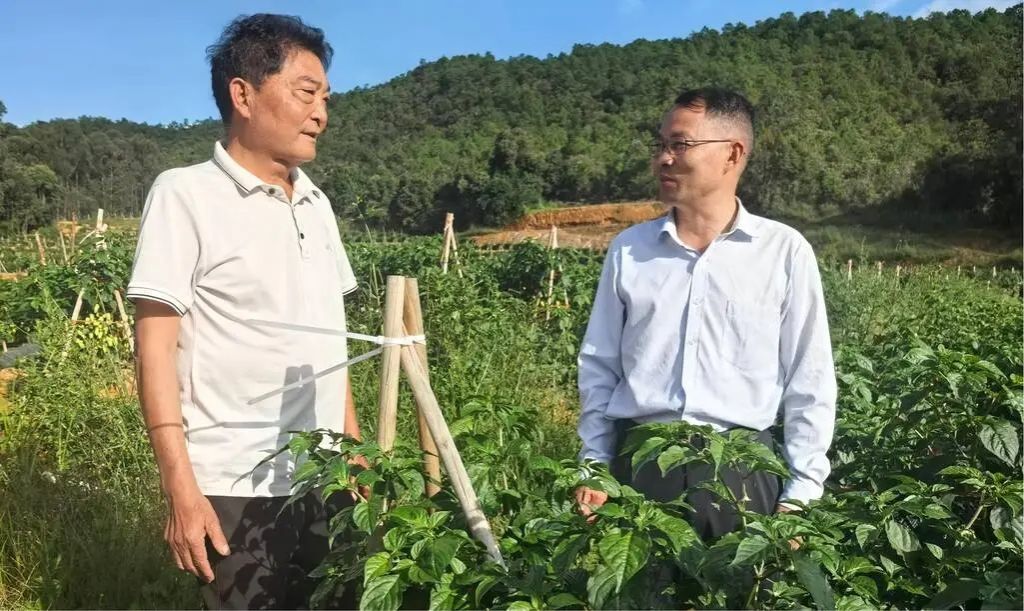李永军调研辣椒产业发展 检查指导烟叶收购工作